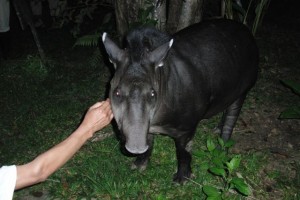 Vanessa the tapir